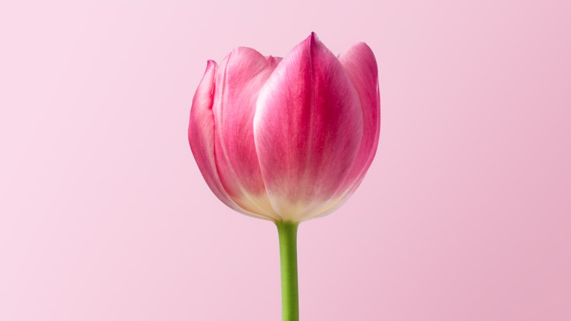 Buket tulip warna pastel campuran