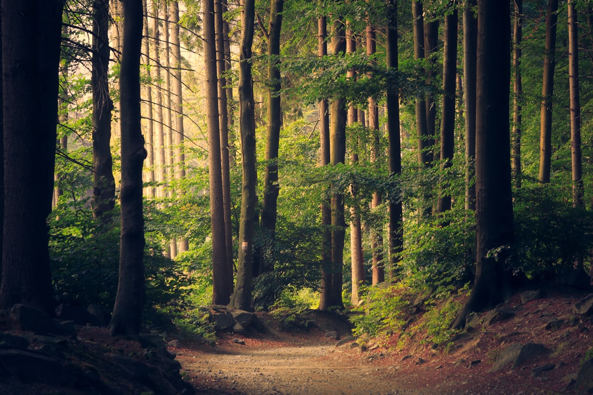 Hutan pinus dengan cahaya pagi menembus kabut